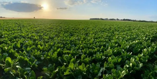 Sugar beet field at sunset