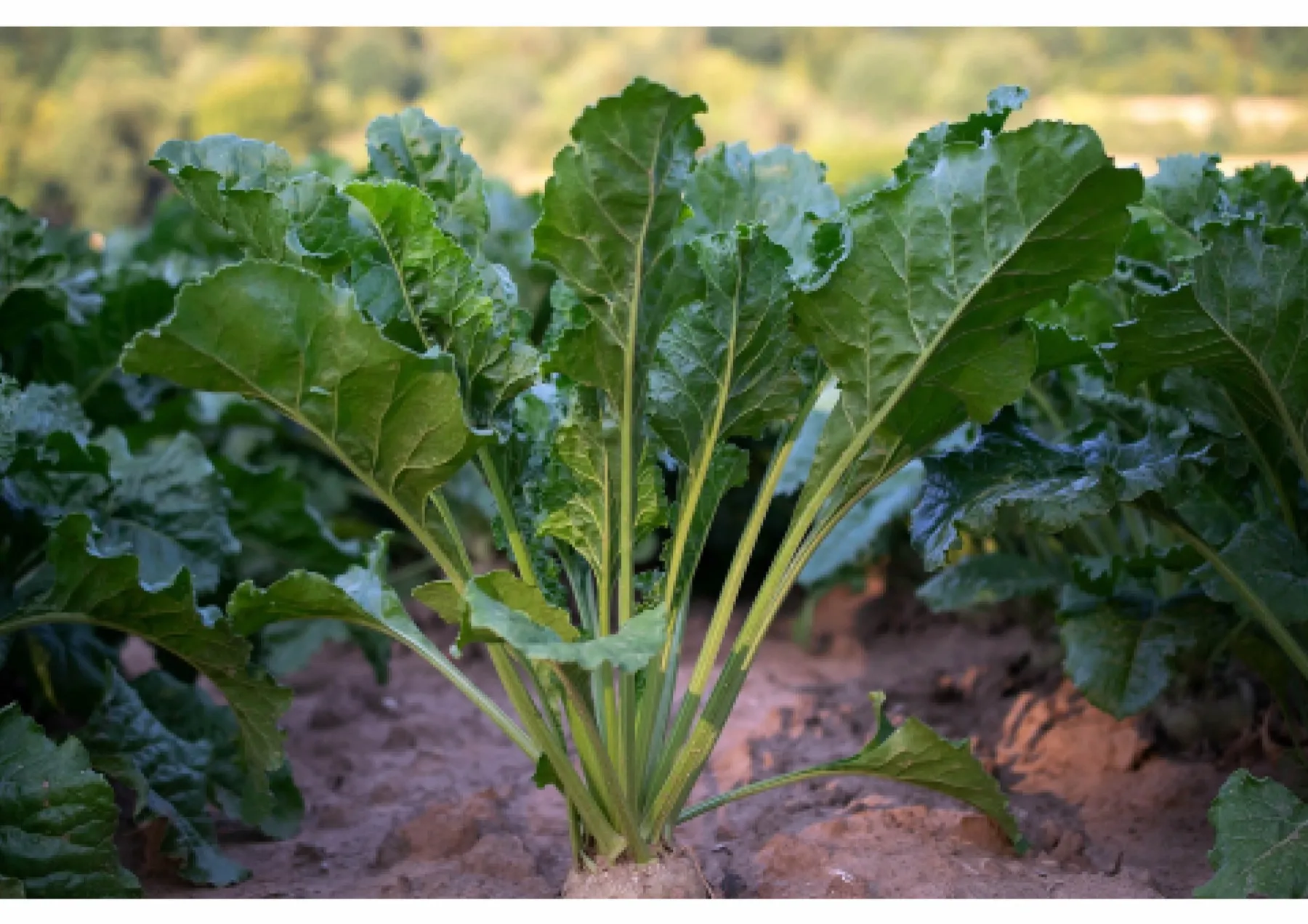 Sugar beet crop growing in the field