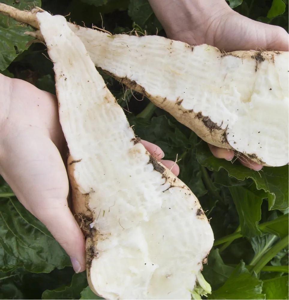 Hands holding a freshly harvested sugar beet